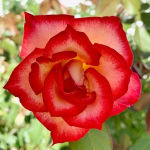 Meet your Posher, Gina